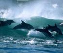 Imagen del documental “Surfing dolphins”, filmado en Sudáfrica.