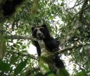 El oso de anteojos trepa a los árboles a buscar su alimento.