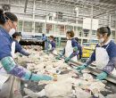 Mil empleos directos genera PetStar, en la planta recicladora en su mayoría.