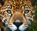 El yaguareté  o jaguar es el felino de mayor tamaño del continente americano. Pu