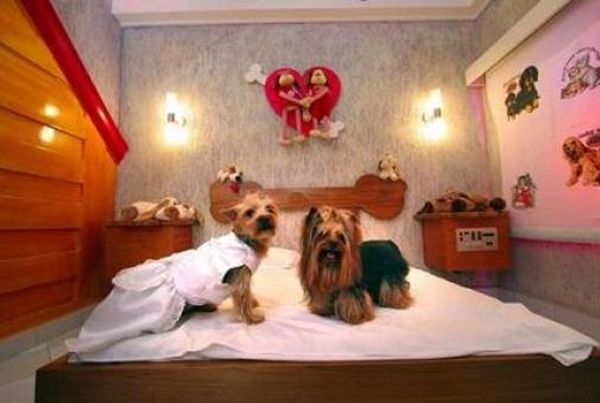 Motel brasileño para mascotas: Romance perruno