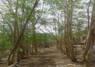Bosques de Moringa oleifera en la provincia de Manabí.