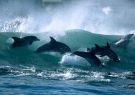 Imagen del documental “Surfing dolphins”, filmado en Sudáfrica.