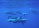 En Galápagos se observan varias especies de delfines.