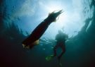 El calamar de Humboldt habita principalmente en esta corriente del océano.