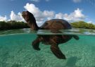 Tortuga gigante de Aldabra atrapada por la marea en las costas de ese atolón.