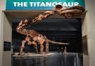El titanosaurio que se exhibe en el Museo de Historia Natural de Nueva York.