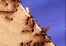 La hormiga de fuego o colorada es una de las especies invasoras en Galápagos.