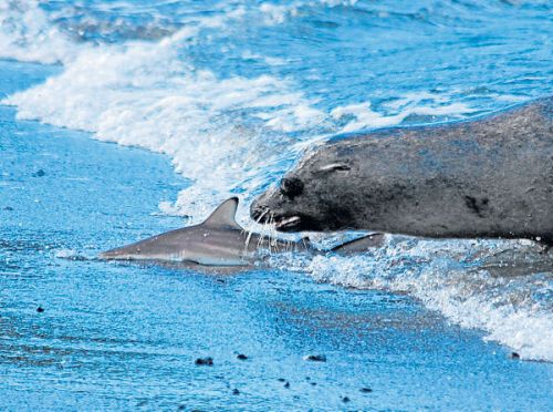 León marino dando cacería a un tiburón en las islas Galápagos.
