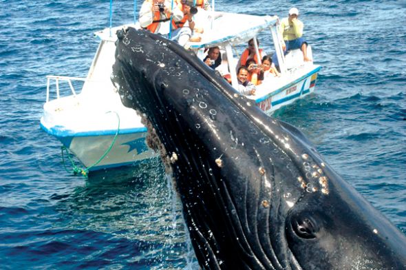 Tour de ballenas jorobadas (Puerto López)