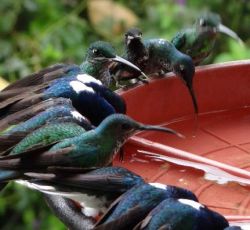 La reserva y el lodge cuentan con varios bebederos de colibríes.