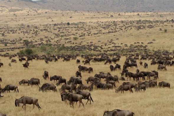 Masái Mara (Kenia) y Serengueti (Tanzania)