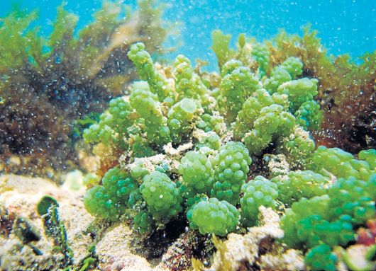 Alga uva (Caulerpa racemosa), especie invasora introducida en las islas Galápago