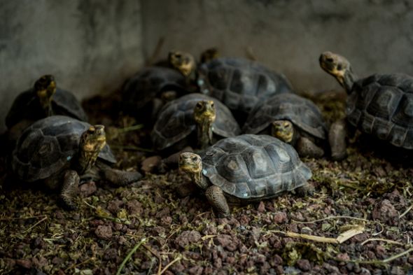 Las tortuguitas serán finalmente liberadas en la isla de Española.