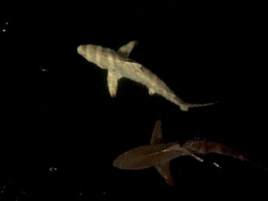 Casper o Gasparín es un tiburón blanquinoso avistado en lo que va del 2018.